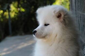 Samojed ženka na prodaju