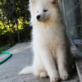 Samojed ženka na prodaju