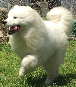 Samojed ženka na prodaju
