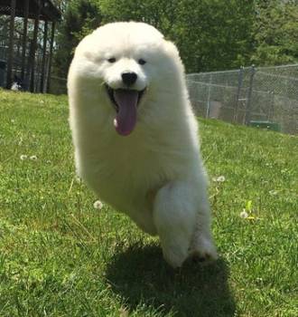 Samojed ženka na prodaju