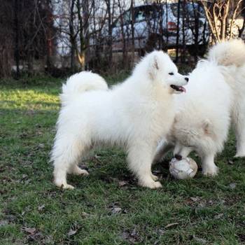Samojed ženka na prodaju