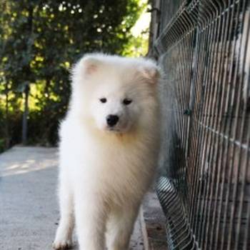 Samojed ženka na prodaju
