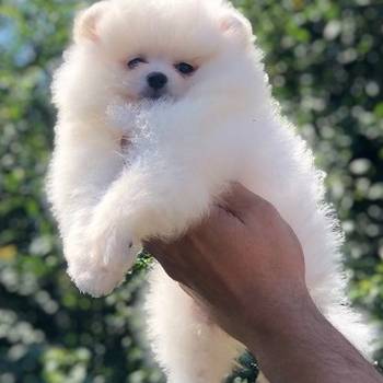 Pomeranci, Pomeranian, Boo stenci