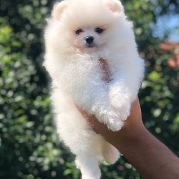 Pomeranci, Pomeranian, Boo stenci