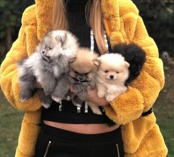 Pomeranci, Pomeranian, Boo stenci