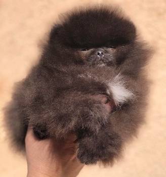 Pomeranci, Pomeranian, Boo stenci