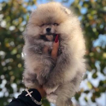 Pomeranci, Pomeranian, Boo stenci