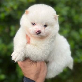 Pomsky- pomski plavooki, patuljasti i mini