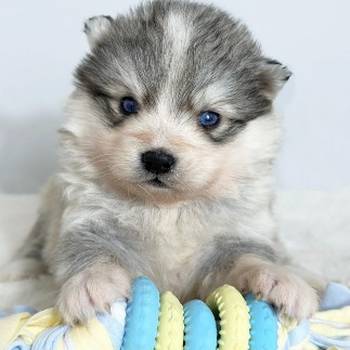 Pomsky- pomski plavooki, patuljasti i mini