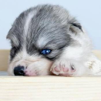 Pomsky- pomski plavooki, patuljasti i mini