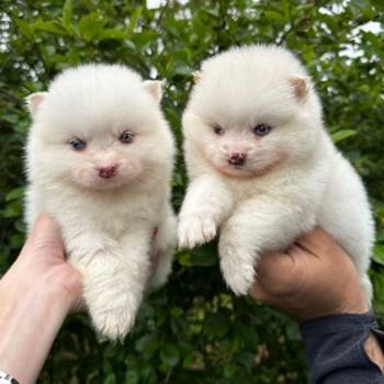 Pomsky- pomski plavooki, patuljasti i mini
