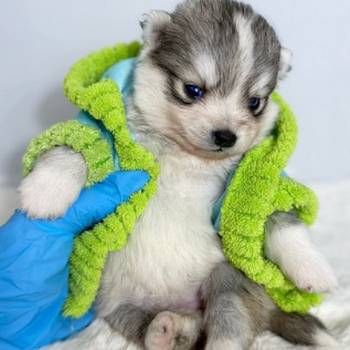 Pomsky- pomski plavooki, patuljasti i mini