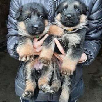 Nemački ovčar, izuzetni štenci