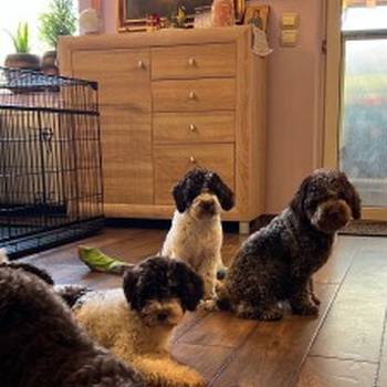 Lagotto Romagnolo SVIH UZRASTA