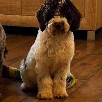 Lagotto Romagnolo SVIH UZRASTA