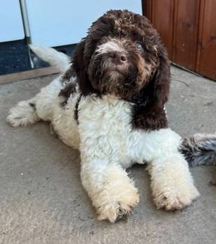 Lagotto Romagnolo SVIH UZRASTA