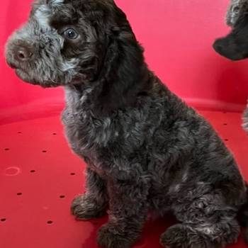 Lagotto Romagnolo SVIH UZRASTA