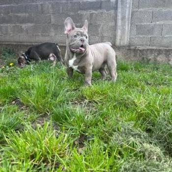 Pitbull terijer i Egzotični Francuzi