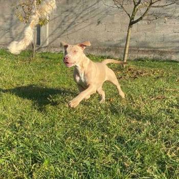 Pitbull terijer i Egzotični Francuzi