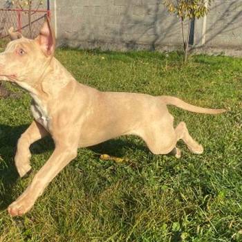 Pitbull terijer i Egzotični Francuzi