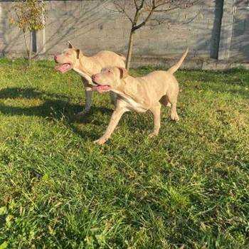 Pitbull terijer i Egzotični Francuzi