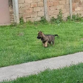 Nemacki ovcar radna linija