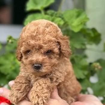 Toy pudle
