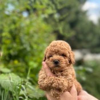 Toy pudle