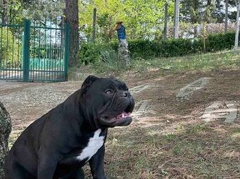 Americki Buli Egzotik 4 mlada muzijaka