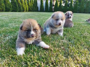 Akita Inu štenci