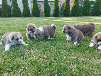 Akita Inu štenci