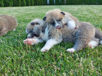 Akita Inu štenci
