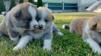 Akita Inu štenci