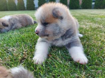 Akita Inu štenci