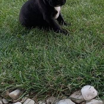 Francuski buldog, štenci