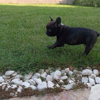 Francuski buldog, štenci