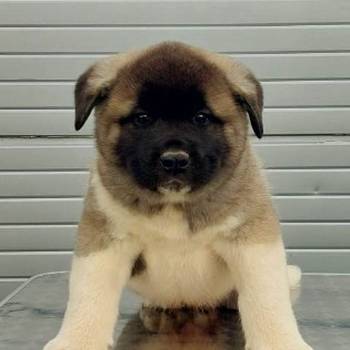 Američka Akita štenci