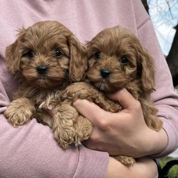 Cavapoo štenci