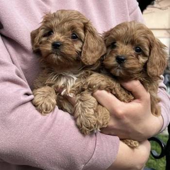 Cavapoo štenci