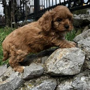 Cavapoo štenci