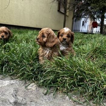 Cavapoo štenci