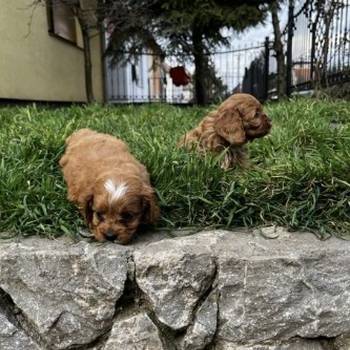 Cavapoo štenci