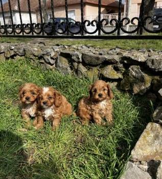 Cavapoo štenci