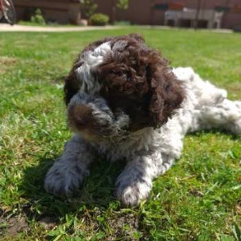 Lagotto romanjolo