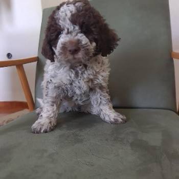 Lagotto romanjolo