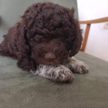 Lagotto romanjolo