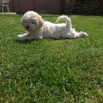 Lagotto romanjolo