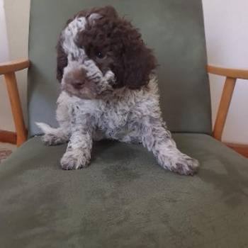 Lagotto romanjolo