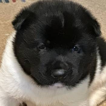 Američka akita, štenci