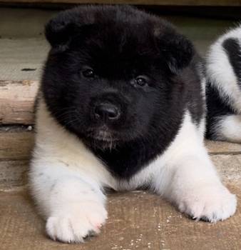 Američka akita, štenci